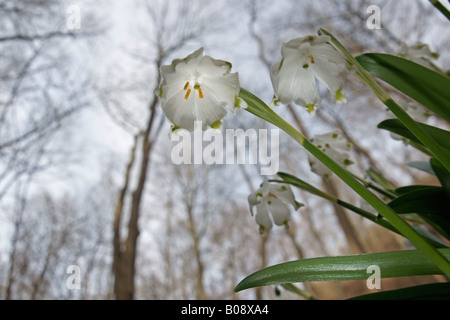 Frühling Schneeflocke (Leucojum Vernum) Stockfoto