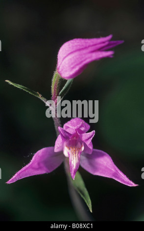 Red Helleborine (Cephalanthera Rubra) Orchidee Stockfoto