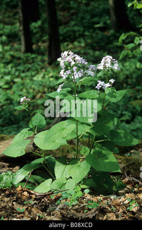 Mehrjährige Ehrlichkeit (Lunaria Rediviva) Stockfoto