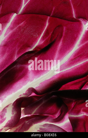 Detai, Radicchio oder italienischen Cicory (Cichorium Intybus var. Foliosum) Stockfoto