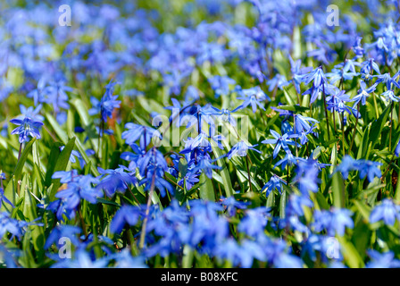 Sibirische- oder Holz-Blaustern (Scilla Siberica) Stockfoto