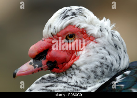 Porträt einer domestizierten Barbarie-Ente (Cairina Moschata) Stockfoto