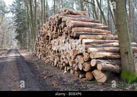 Große Haufen von Protokollen, Baumstämme in Längen geschnitten nach Sturmschäden, Hessen, Deutschland Stockfoto