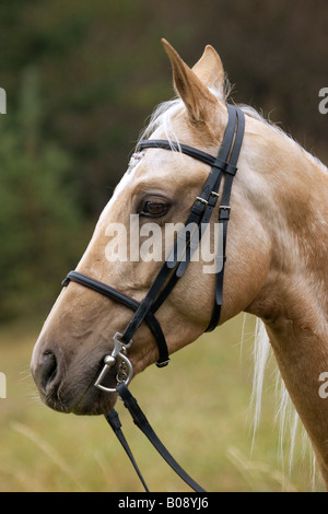 Porträt von einem Achal-Tekkiner, turkmenischen Pferde Rasse Stockfoto