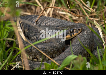 Grass Snake, beringt, Schlange oder Wasserschlange (Natrix Natrix) sonnen sich auf der Wiese Stockfoto