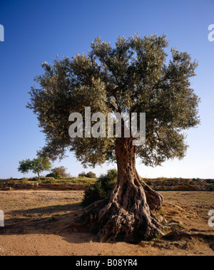 Alten Olive Tree Olea Europaea Sizilien. Stockfoto