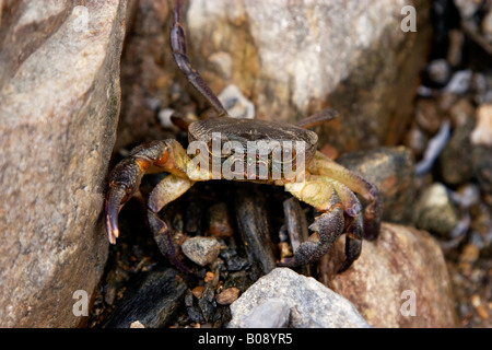 Italienische Frischwasser Krabbe (Potamon Fluviatilis), Nord-Griechenland, Europa Stockfoto