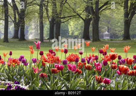 gemeinsamer Garten-Tulpe (Tulipa spec.), Frühlingsimpressionen, Tulpen und Bäume in einem Park, Deutschland, Baden-Baden Stockfoto