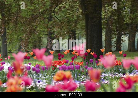 Frühlingsimpressionen, Tulpen und Bäume im Park an der Lichtentaler Allee, Deutschland, Baden-Baden Stockfoto