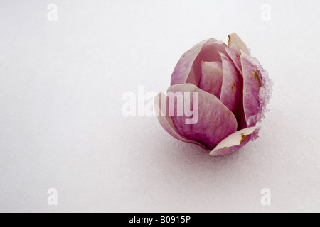 Untertasse Magnolie (Magnolia X soulangiana, Magnolia Soulangiana, X soulangeana Magnolia, Magnolia Soulangeana), Magnolia Blüte in Stockfoto