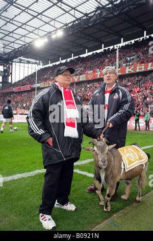 Hennes der Ziegenbock Maskottchen für 1. FC Köln, 2. Bundesliga, deutsche Second Division, match 9. März 2008 zwischen 1. FC Köln Stockfoto