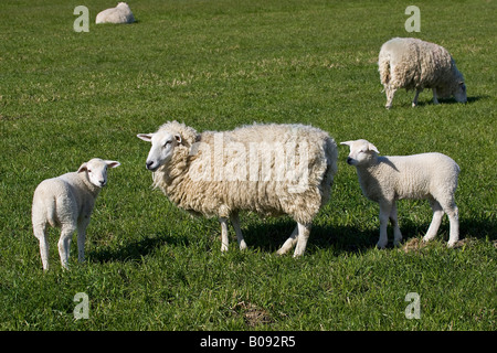 Hausschafe (Ovis Aries) mit zwei Lämmer auf der Weide, Nordfriesland, Schleswig-Holstein, Deutschland Stockfoto