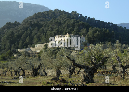 Olivenbaum (Olea Europaea SSP. Sativa), alten Olivenbäumen und Ferienhaus in der Nähe von Deia, Spanien, Mallorca Stockfoto