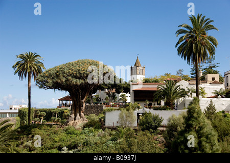 Dracaena oder Kanarischen Drachenbaum (Dracaena Draco), Icod de Los Vinos, Teneriffa, Kanarische Inseln, Spanien Stockfoto