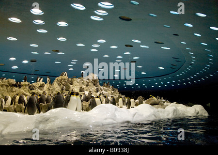 Kaiserpinguine (Aptenodytes Patagonicus) bei Planet Penguin Aquarium, Loro Parque, Teneriffa, Kanarische Inseln, Spanien Stockfoto