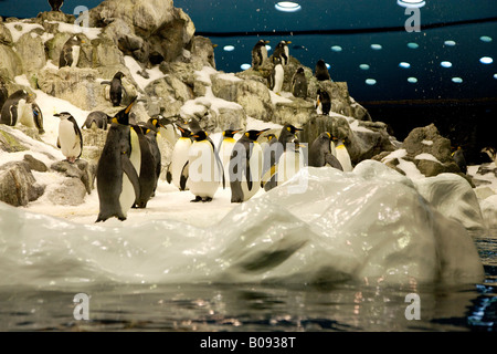 Kaiserpinguine (Aptenodytes Patagonicus) bei Planet Penguin Aquarium, Loro Parque, Teneriffa, Kanarische Inseln, Spanien Stockfoto