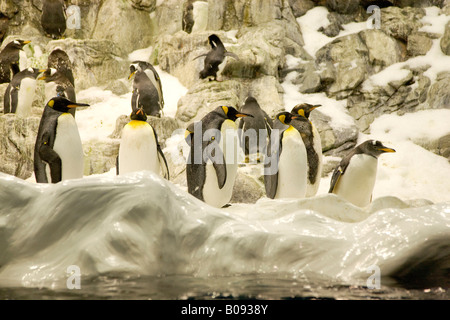 Kaiserpinguine (Aptenodytes Patagonicus) bei Planet Penguin Aquarium, Loro Parque, Teneriffa, Kanarische Inseln, Spanien Stockfoto