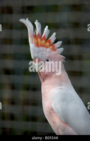 Rosa- oder Major Mitchell Kakadu (Cacatua Leadbeateri), La Vera, Fundacion Loro Parque, Teneriffa, Kanarische Inseln, Spanien Stockfoto