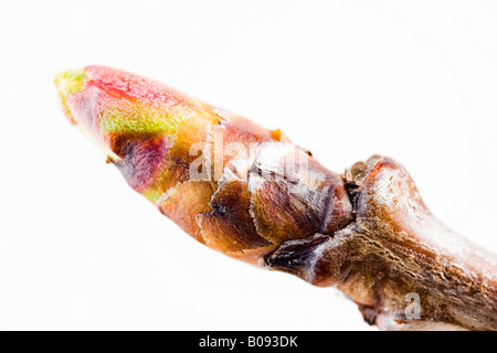 Sauerkirsche (Prunus Cerasus) schießen im Frühling Stockfoto