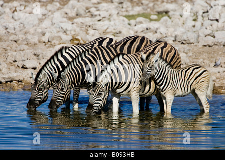 Zebras (Equus) trinken aus einem Wasserloch, Okaukuejo, Etosha Nationalpark, Namibia, Afrika Stockfoto