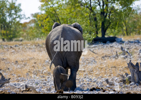 Elefanten (Elephantidae), Mutter und Kalb von hinten, wackelt mit ihren Schwänzen Stockfoto