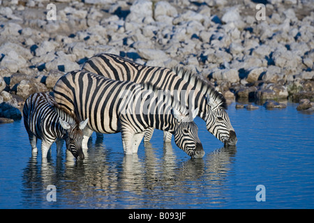 Zebras (Equus) trinken aus einem Wasserloch, Okaukuejo, Zebras (Equus) trinken aus einem Wasserloch, Okaukuejo, Etosha Nationalpark, Stockfoto