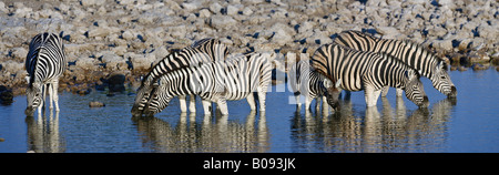 Zebras (Equus) trinken aus einem Wasserloch, Okaukuejo, Zebras (Equus) trinken aus einem Wasserloch, Okaukuejo, Etosha Nationalpark, Stockfoto