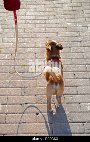 Kleiner Hund, geführt an einer Leine, Alicante, Costa Blanca, Spanien, Europa Stockfoto