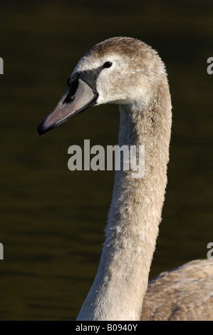 Höckerschwan (Cygnus Olor), cygnet Stockfoto