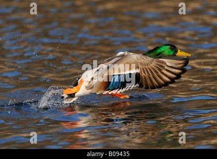 Stockente (Anas Platyrhynchos), Drake abheben von der Wasseroberfläche Stockfoto