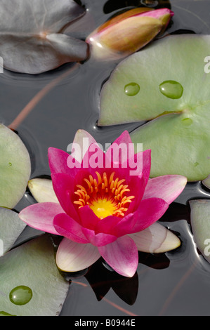 Seerose (Nymphaea), Blüte und pads Stockfoto