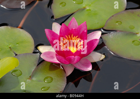 Seerose (Nymphaea), Blüte und pads Stockfoto