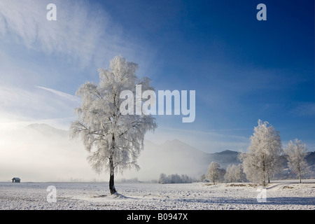 Frost bedeckt Buche, Bayerische Voralpen, Upper Bavaria, Deutschland, Europa Stockfoto