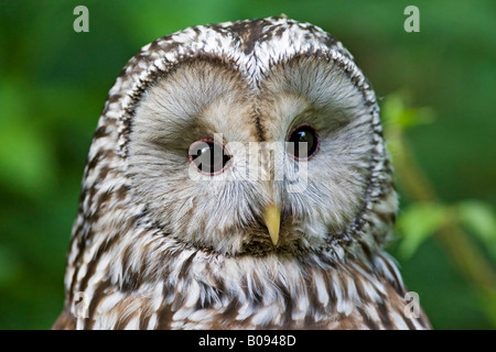 Porträt der Habichtskauz (Strix Uralensis), Bayern, Deutschland, Europa Stockfoto