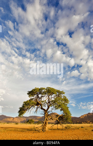 Camelthorn oder Camel Thorn Tree (Acacia Erioloba) wächst auf flachen Wüstental Sand unter dramatischen Wolke verstreut blauen Himmel, Tir Stockfoto