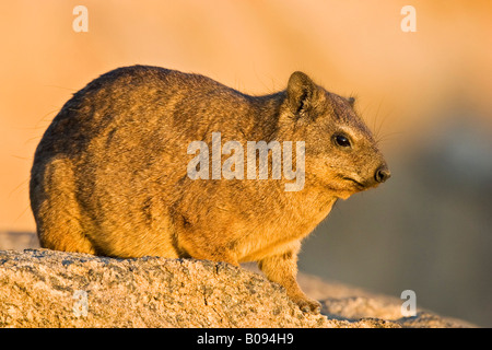 Cape Hyrax, Schliefer Rock oder Rock Klippschliefer (Procavia Capensis) sitzt auf einem Felsen, Augrabies Falls National Park, Südafrika, Afrika Stockfoto