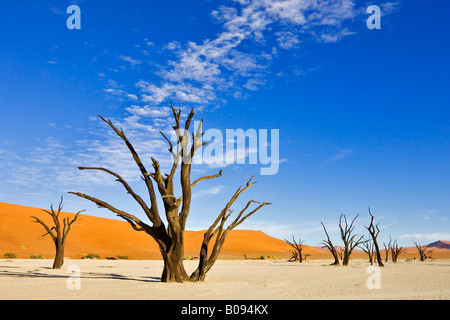 Tote Bäume auf einem ausgetrockneten Ton schwenken in Deadvlei, Namib-Wüste, Namibia, Afrika Stockfoto