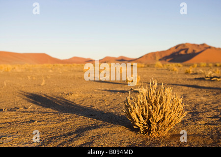 Grasbüschel im trockenen Flussbett des Tsauchab River, Namib-Wüste, Namibia, Afrika Stockfoto