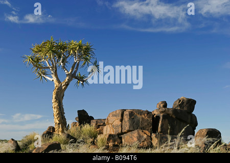 Köcher, Baum oder Kokerboom (Aloe Dichotoma), Garaspark, Keetmanshoop, Namibia, Afrika Stockfoto