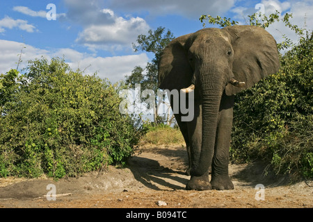 Afrikanische Busch- oder Savanna Elefant (Loxodonta Africana) stehen am Ufer des Chobe Flusses, Chobe Nationalpark, Botswana, Stockfoto