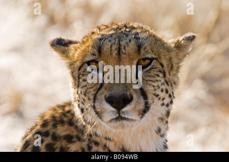 Gepard (Acinonyx Jubatus), Namibia, Afrika Stockfoto