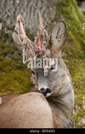 Männliche Rehe (Capreolus Capreolus), lose Stücke aus Hirschgeweih Samt, samt aus seinem Geweih zu vergießen Stockfoto