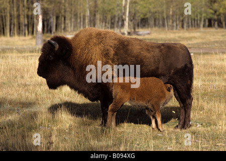 Holz-Büffel (Bison Bison Athabascae) Mutter Spanferkel Kalb, Wood Buffalo National Park, Alberta, Northwest Territories, Kanada Stockfoto