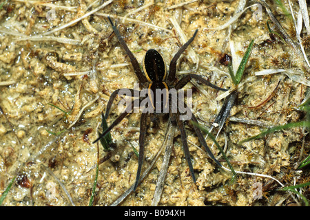 Floß-Spinne (Dolomedes Fimbriatus) Stockfoto