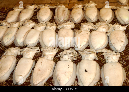 Tintenfische gelegt in Reihen auf dem Fischmarkt Muttrah, Muscat, Sultanat Oman, Naher Osten Stockfoto