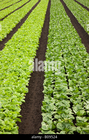 Napa Cabbage & Bok Choy. Stockfoto