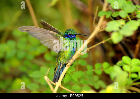 Grünes violett-Ohr Kolibri (Colibri Thalassinus) thront auf einem Ast Stockfoto