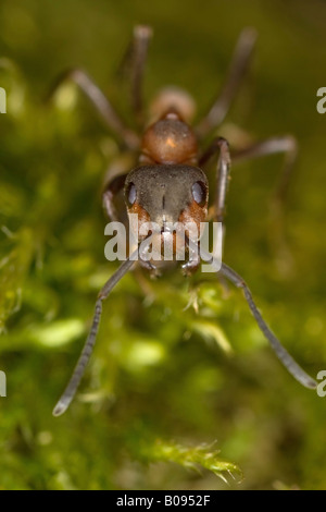 Südlichen Holz Ameise oder Pferd Ameisen (Formica Rufa) Stockfoto
