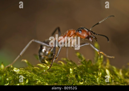 Südlichen Holz Ameise oder Pferd Ameisen (Formica Rufa) Stockfoto