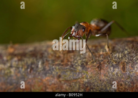 Südlichen Holz Ameise oder Pferd Ameisen (Formica Rufa) Stockfoto